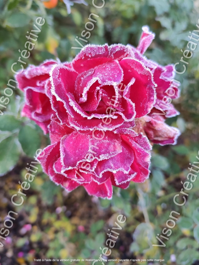 Rose gelée