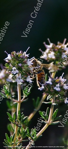 Abeille (Format Verticale)