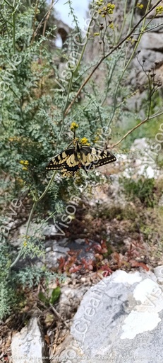 Papillon Jaune et noir