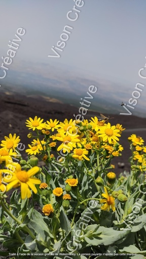 Fleurs d'Etna 