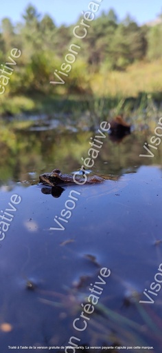 Grenouille (Format verticale)